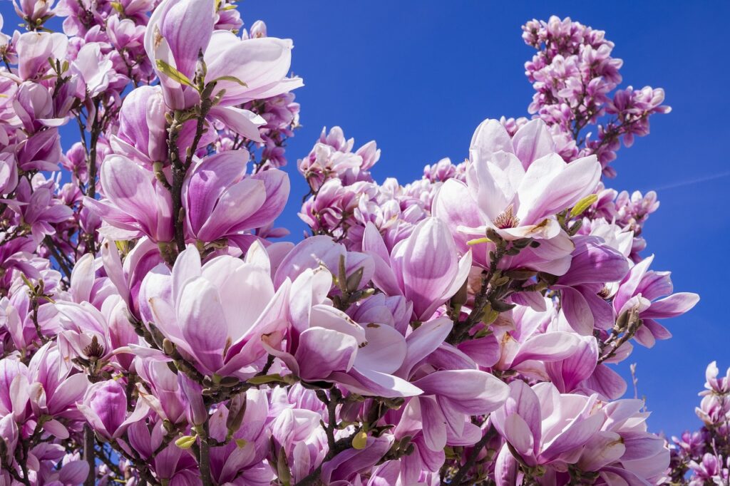 magnolias, blooming, pink-2215760.jpg